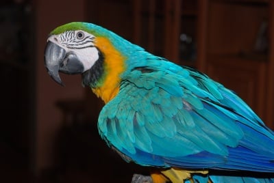 Невероятните Папи и Коко