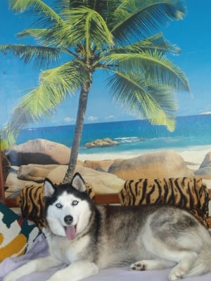 СИЗАРА МЕЧТАЕ ЗА МОРЕ!