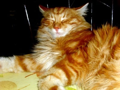 JUNIOR - моето рижо слънчице