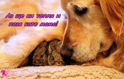 Дългоухи бебенца