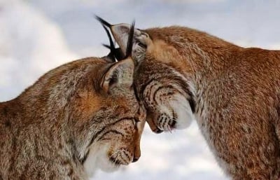 Два риса си раздават нежност