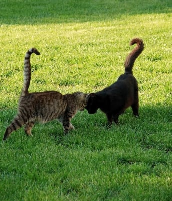 Две котки се галят