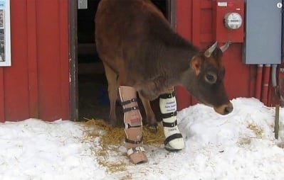 Двукрака крава направи първите си стъпки с протези