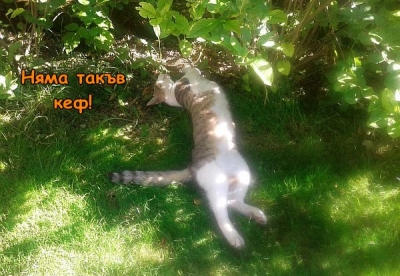 Едно лятно неделно утро