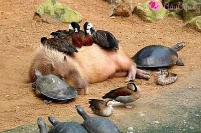 Едно ми е неделно ...