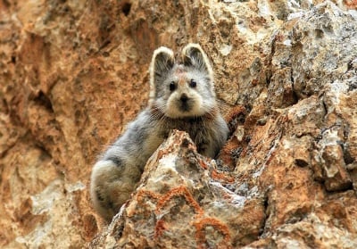 Едно от най - редките създания в света е забелязано за първи път от 20 години насам