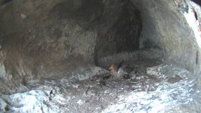 Инсталираха първата в света камера за онлайн наблюдение на редкият египетски лешояд