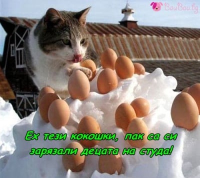 "Ех, тези кокошки!"