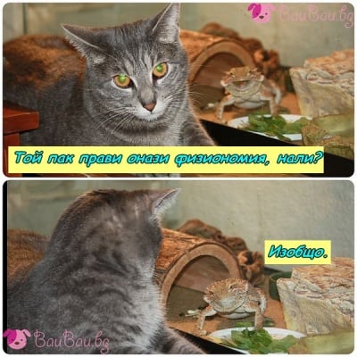 Ех, този заядливко!