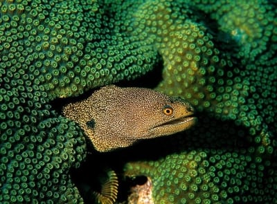 Колко напрежение генерира електрическата змиорка?