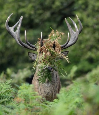 Елен с папрат