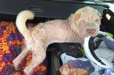 Елмо шарпей