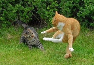 Епичната битка за надмощие между два котарака