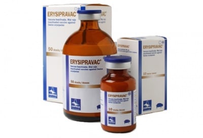 Еризиправак