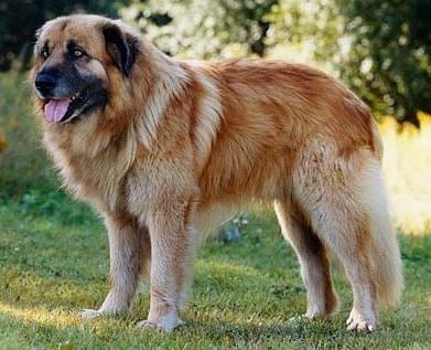 Ещрелско планинско куче