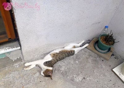 Ето кой се излежава още!