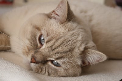 Погледът ...