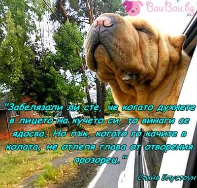 Факт за кучето в колата