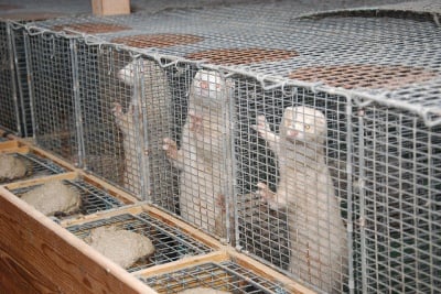 Предстои демонстрация срещу фермите, които отглеждат норки за ценни кожи