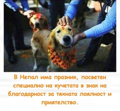 Фестивал, посветен на кучетата в Непал