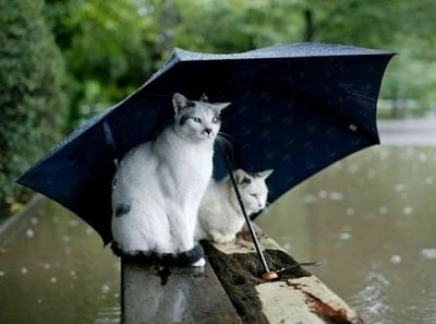 "О-о-ох  любими, докога ще вали?"