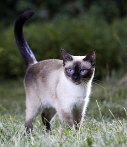 Физическа характеристика на Тайска котка