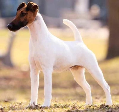 Фокстериер (гладкокосмест)