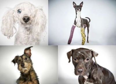 Фотограф помага на изоставени кучета в приют да си намерят нов дом