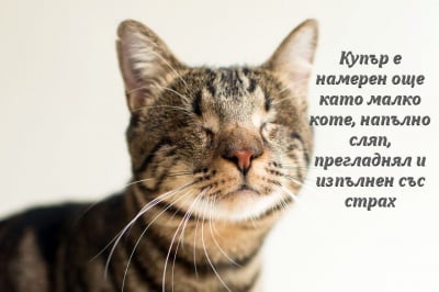 Фотограф заснема слепи котки, за да им помогне да бъдат осиновени