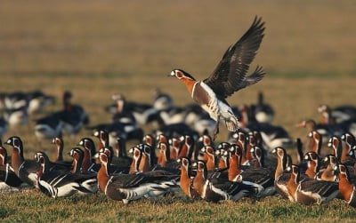 Фотоизложба за изчезващ вид птица ще бъде открита на 4 октомври в Шабла