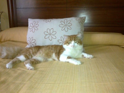 Edin krasiv Sibirets