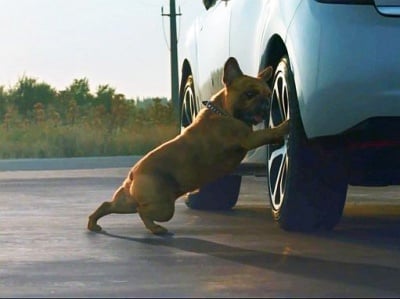 Френски булдог рекламира кола, правейки упражнения преди пътуването