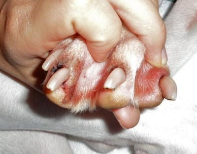 Гъбична инфекция на кучешки нокти