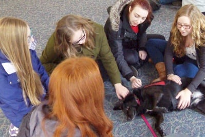 Галене на куче срещу стрес