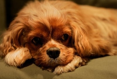 Гастрит при кучето