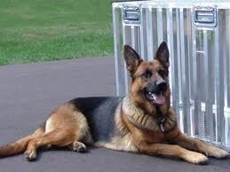 Чистокръвна немска овчарка