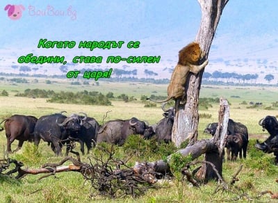 "Глас народен - глас Божий"