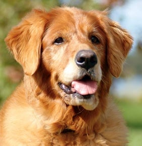 Как да се справите с болките и страданията на вашето възрастно куче?