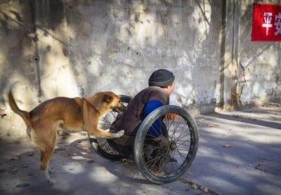 Голямо жълто куче