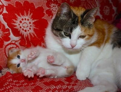 До мама се спи спокойно!