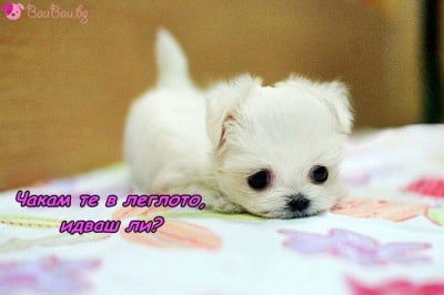 Готов за лягане