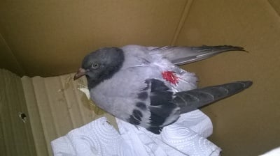 Гълъбче с откъсната опашка, изложено на сигурна смърт, е спасено!