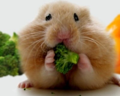 Хамстер яде броколи