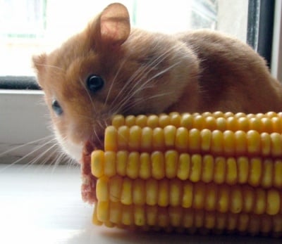 Хамстер яде царевица