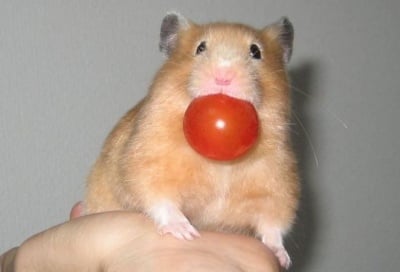 Хамстер яде домат