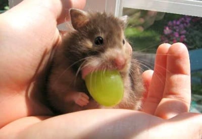 Хамстер яде грозде