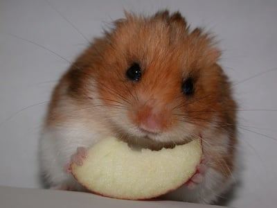 Хамстер яде ябълка