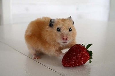 Хамстер яде ягоди