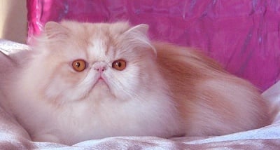 Характер на Персийската котка