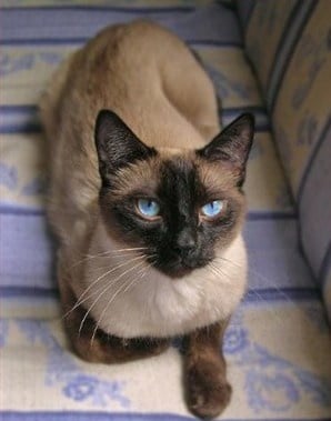Характер на Тайска котка